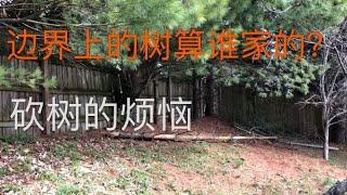 美国请人砍树真贵！与邻居相临的树应该谁来管理？Who should take care of expensive trees near border?