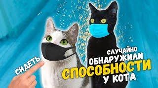 Чем мы занимаемся на карантине? Обнаружили способности у кота. Приколы с животными / SANI vlog