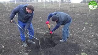 Посадка грецкого ореха осенью.