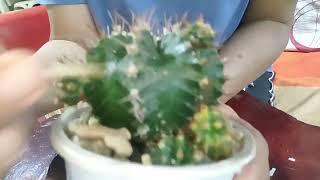 Sharing with you my 5:51 caring my cactus with relaxing sounds