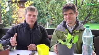Огуречная трава (бораго) на подоконнике. Правила выращивания.