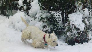 Training Your Westie to Hunt - A Beginner's Guide