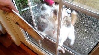 CRAZY DOG | HEYTHATSMIKE