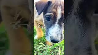 Dog#shortvideo #puppy #entertainingpets #funnypets #dog #cat #amusingpets #petvideos #cute