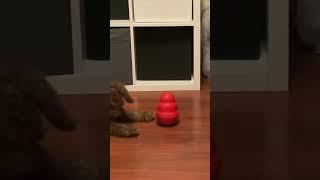 Kong Dog Toy #cavoodle #puppy