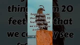 Eagle fact #youtubeshort #shortsvideo #shortsfact #animalfact #petfact #wildlife #birdfact #food