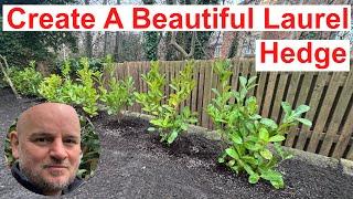 How to create a beautiful Laurel Hedge.