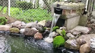 Adding Tiny Fish to Our Beautiful Pond!