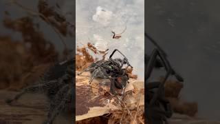 Jumping spider vs Black Widow!#bugs #nature #insects #insectlovers #bugwars #blackwidow