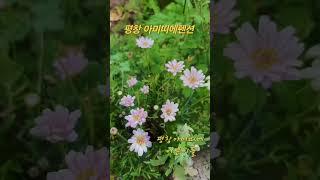 평창여행 평창펜션 꽃밭 꽃멍 평창아미띠에 꽃구경 아미띠에펜션 강원도여행 평창가볼만한곳 힐링여행 #평창여행 #평창펜션추천 #평창가볼만한곳 #flowers #여행