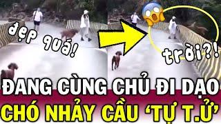 Chó cưng đột nhiên NHẢY_CẦU TỰ T.Ử, chủ HOẢNG LOẠN chạy theo và cái kết BẤT NGỜ | Tin Việt Độc Lạ