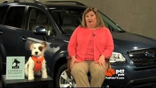 Which Pet Car Harness Is Safest?