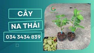 Giống cây na thái mới về tại Tiên Farm| 0343434839