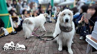 月刊わんこ1周年「わんこFes 2024」に参加したアランとベルです　Great Pyrenees　グレートピレニーズ