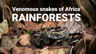 The venomous snakes of Africa - RAINFORESTS, Forest cobra, Green mamba, bush vipers, Gaboon viper