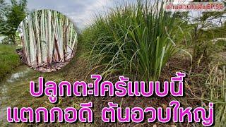 บ้านสวนในฝันEP.55 วิธีปลูกตะไคร้ ปลูกแบบนี้แตกกอดี ต้นอวบใหญ่ โตไว