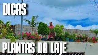 PLANTAS DA LAJE DO SEVERINO: TOUR ATUALIZADO NA LAJE | PLANTAS LINDAS DE SOL PLENO E FACIL CULTIVO