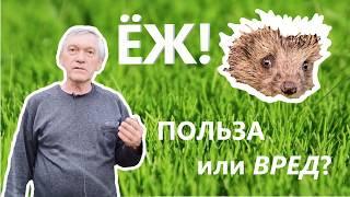 Ёж - польза или вред?