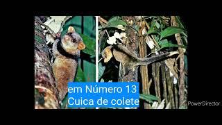 os 20 Animais Ameaçados de Extinção na Amazônia