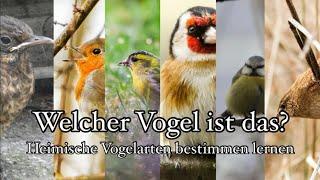 Heimische Vögel bestimmen lernen: Wichtige Merkmale + Tipps zur Vogelbeobachtung 