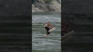 She Owns the Sky - Watch This Eagle’s Precision Strike