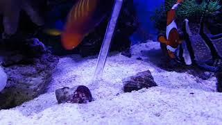 Diamond watchman goby feeding.