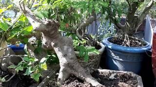 Phượng vỹ bonsai, các bước, kỹ thuật tạo tác phẩm đẹp nhất, đơn giản nhất của nghệ nhân.