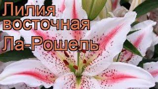 Лилия восточная Ла-Рошель (lilium la pochelle)  обзор: как сажать, луковицы лилии Ла-Рошель