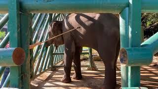 Elephant Education: Target training with Nong Benz