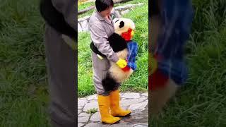 The nanny showers the baby panda with endless love 보모는 아기 판다에게 한없는 사랑을 쏟아부어요 #둥이 #funny #cute