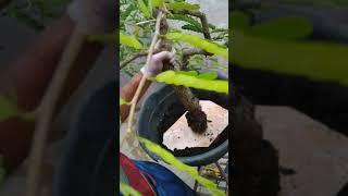 bonsai Air layering of Tamarind ( planting the harvested tamarind trunk) Part 4