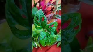 Grow 20 Water Plant in Summer #priyagardenhub #youtubeshortsvideo  #growwaterplant  #youtubeshorts