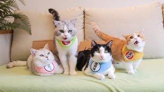 橘猫太能吃导致破产，铲屎官不得不卖猫，一块钱一斤有人要买吗？｜花花与三猫 Cat Live
