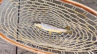 Fly fishing a small Clark Fork River tributary in western Montana