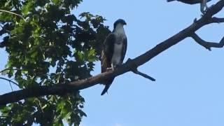 Osprey juveniles in a tree