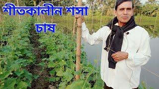 শীতকালীন শসা চাষ|| Cultivation of cucumber in winter season || Sosa chas ||