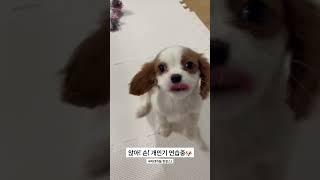 세자는 개인기 연마 중️