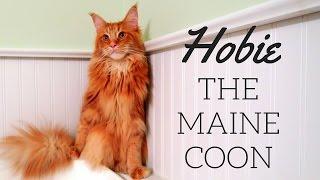 Maine Coon Cat: Meet Hobie the kitty with a big personality