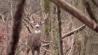 MONSTER BUCK non-typical 22 points