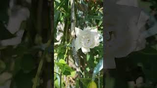 My Amazon LILY 2 plants flowering smells so sweet.#irenemontales20 @irenemontlaes20
