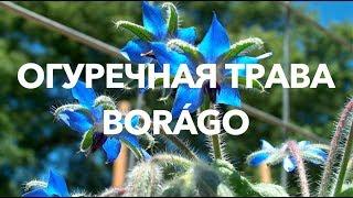 Огуречная трава (Медоносные растения ) | ПчелоСад