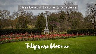  The Tulips  are bloomin' at Cheekwood in Nashville!