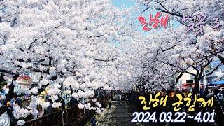 2024년 진해 벚꽃 추천 3곳 ■진해군항제//2024.03.22~04.01