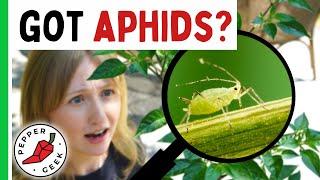 Managing Aphids In The Garden - Pepper Geek