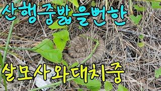 산행에서만난 맹독성 살모사-몸색깔이 마른풀색을닮아 산행시 발밑주의