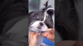 Black and white shih tzu grooming head! ️️