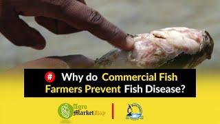 Why do Commercial Fish Farmers Prevent Fish disease?|| Fish Handling www.agromarketday.com/trainings