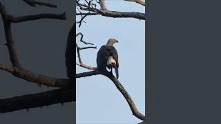 Sri Lanka Wetland Birds
