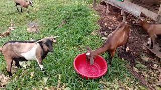 Goat Farm 2021 Update Our Backyard Farm in Mindanao Happy Farming