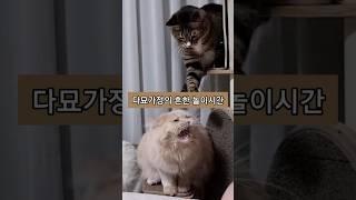 연진아.. 밤이는 참지않아  #고양이 #다묘가정 #cats